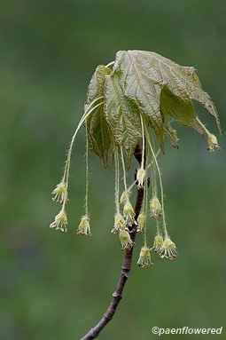 Flowers and emerging leaves